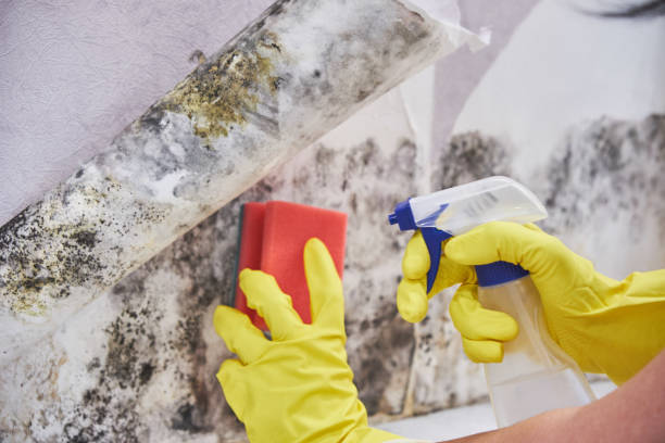 Trusted Milbank, SD Mold Inspection Experts